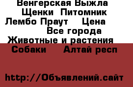 Венгерская Выжла. Щенки. Питомник Лембо Праут. › Цена ­ 35 000 - Все города Животные и растения » Собаки   . Алтай респ.